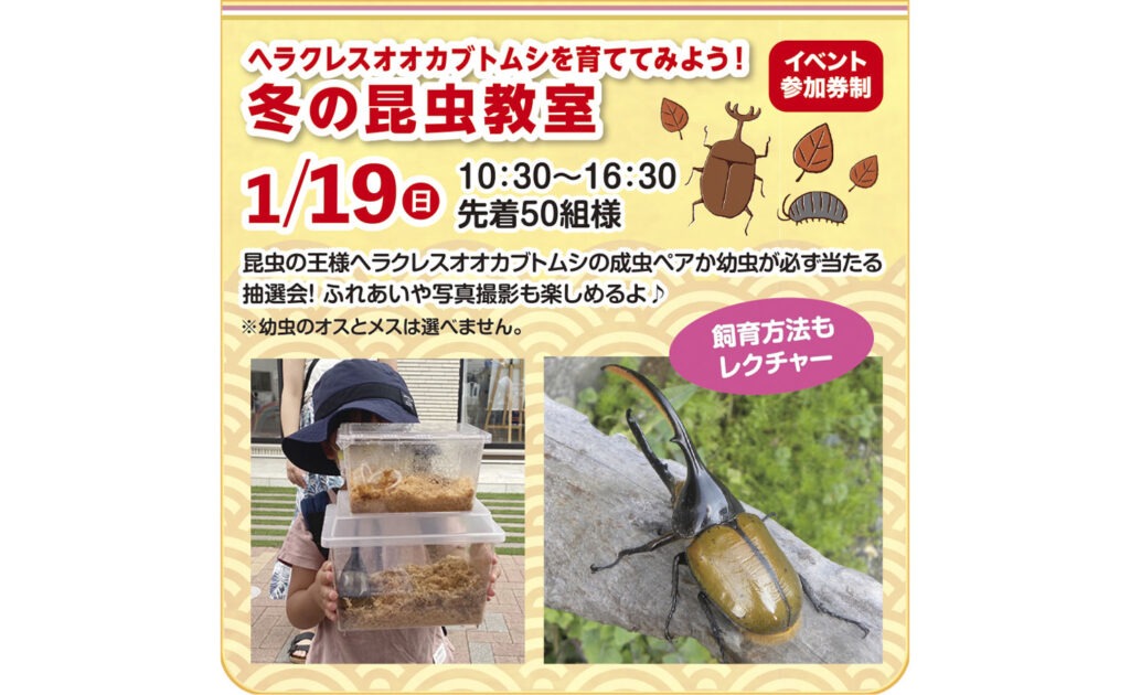 2025年1月19日(日)】ヘラクレスオオカブトムシを育ててみよう