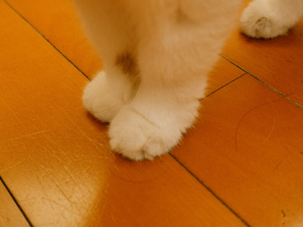 a white cat standing on top of a wooden floor